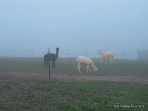 Dutch Hollow Acres